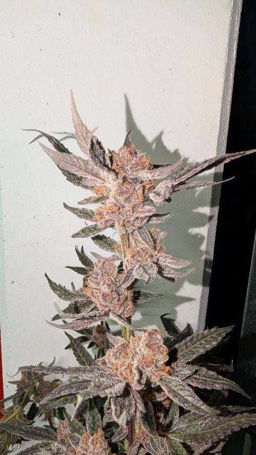 ce Cream Runtz & a little Sour Fraise. Week 21