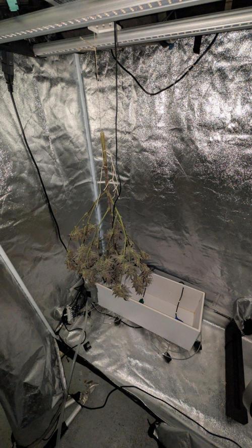 ce Cream Runtz & a little Sour Fraise. Week 21
