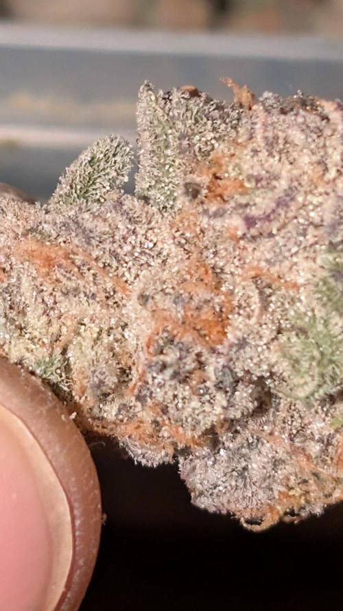 ce Cream Runtz & a little Sour Fraise. Week 21