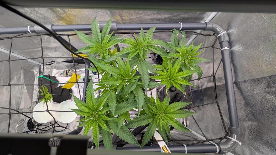 Sour Fraise & Ice Cream Runtz. Week 7