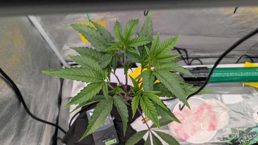 Sour Fraise & Ice Cream Runtz. Week 4