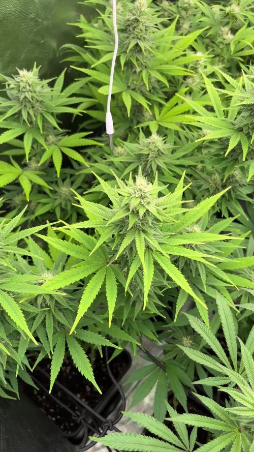 Barney’s Farm- Lemon tree