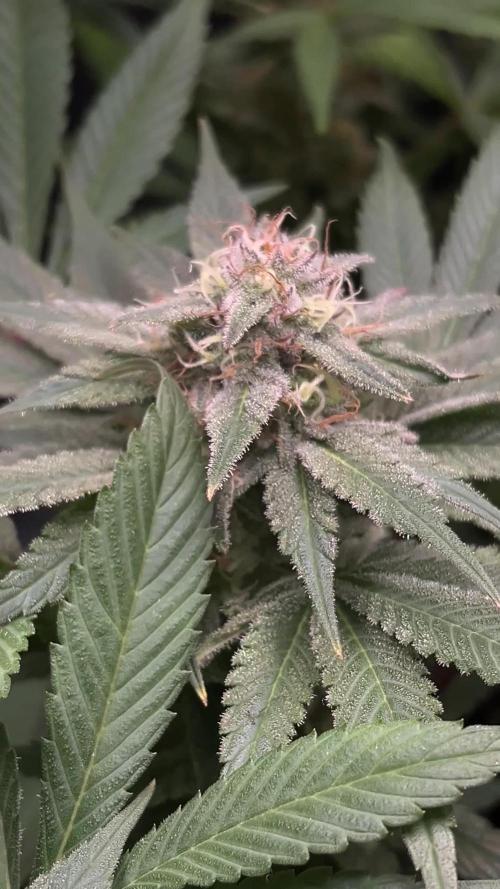 Mimosa Evo - Barney’s