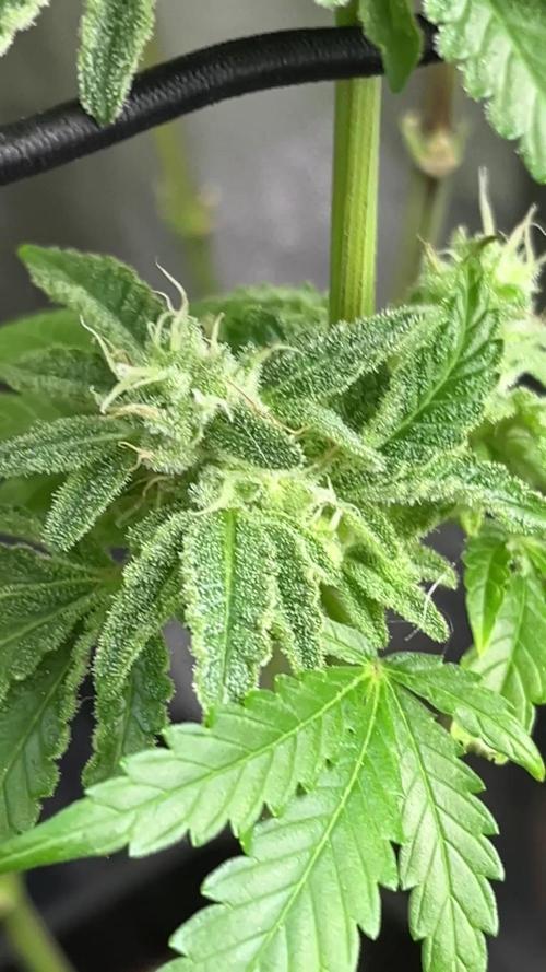 Marimberos- Double Vizion (spritzer)