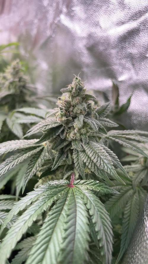 Marimberos- Double Vizion (spritzer)