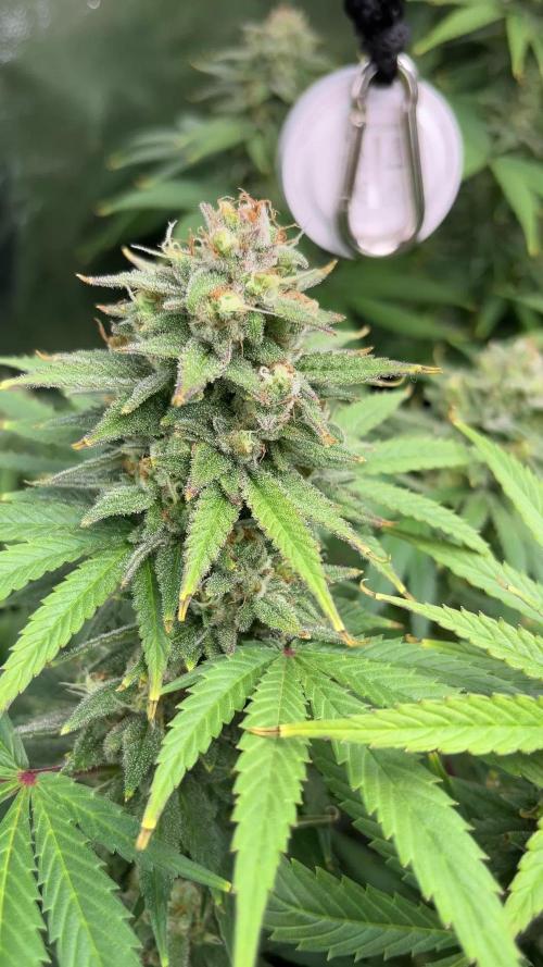 Lemon tree - Barney’s