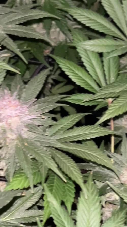 Mimosa Evo - Barneyโs