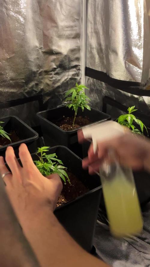 Tangie Dna Genetics