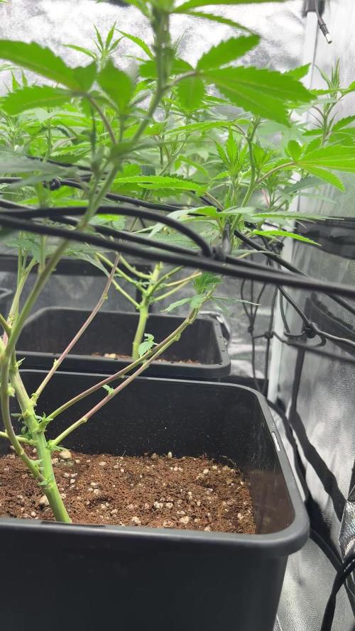 Tangie Dna Genetics