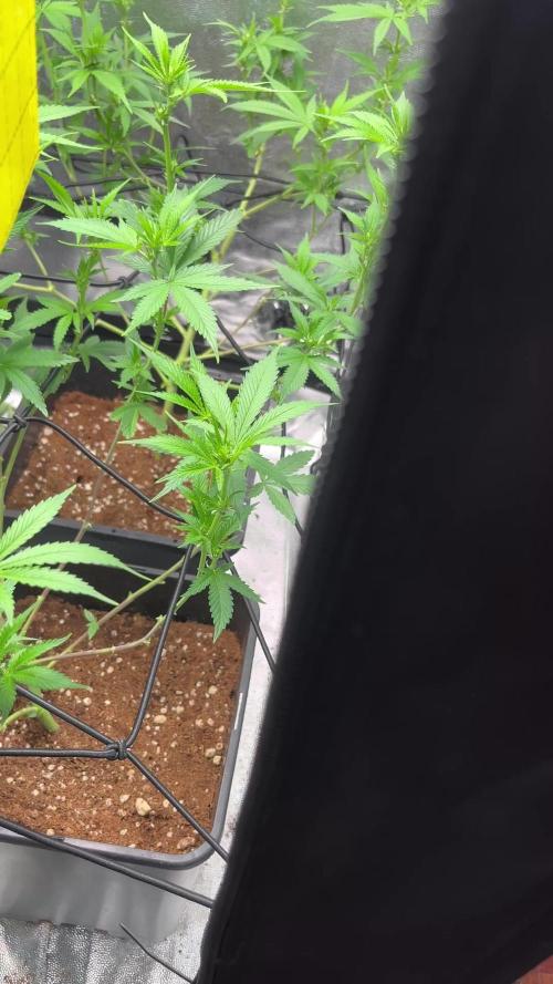 Tangie Dna Genetics