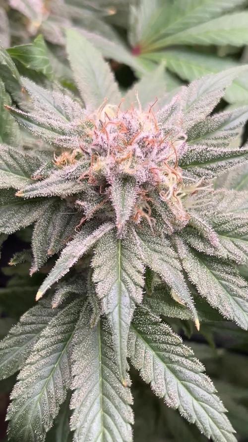 Mimosa Evo - Barney’s