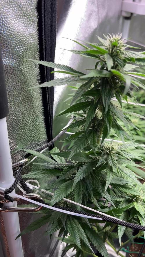 Tangie Dna Genetics