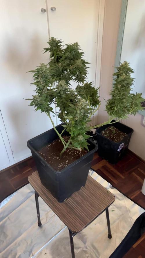 Tangie Dna Genetics