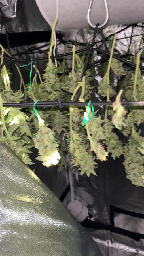Tangie Dna Genetics