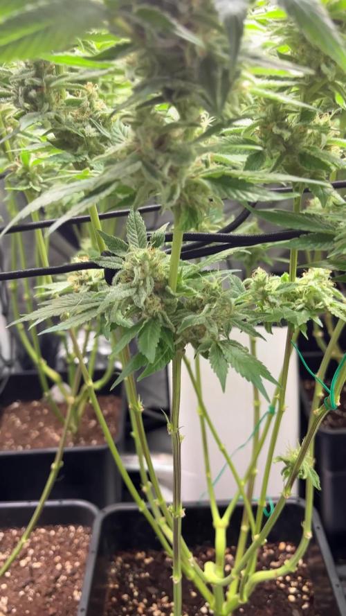 Mimosa Evo - Barneyโs