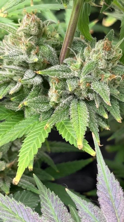 Lemon tree - Barney’s