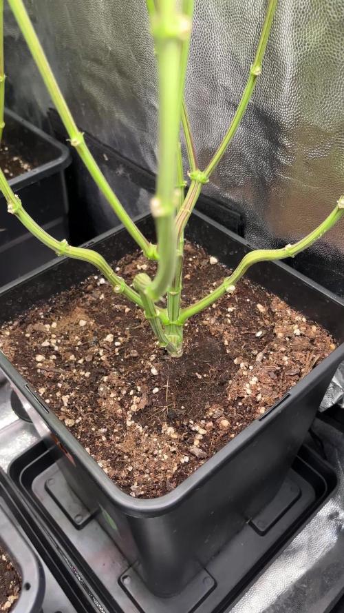 Marimberos- Double Vizion (spritzer)