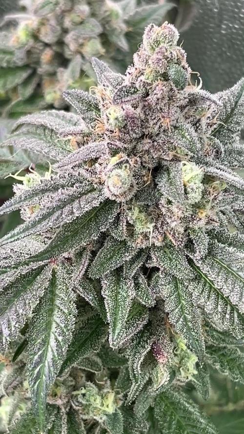 Marimberos- Double Vizion (spritzer)