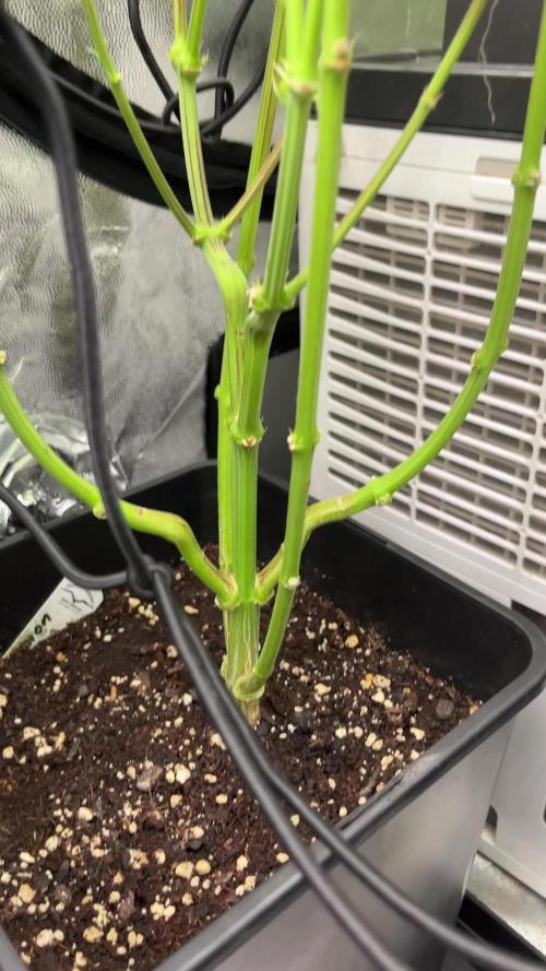 Lemon tree - Barney’s