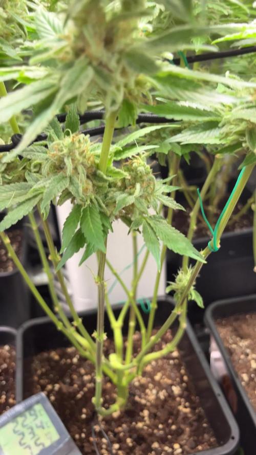 Mimosa Evo - Barney’s