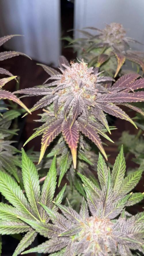 Mimosa Evo - Barney’s