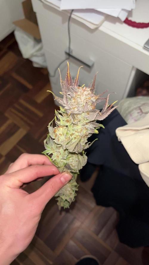 Mimosa Evo - Barney’s