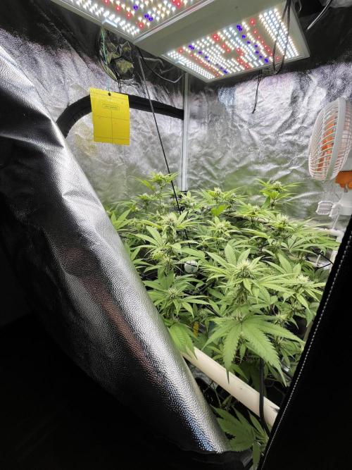 Toronjaz- Blacktuna. Week 7