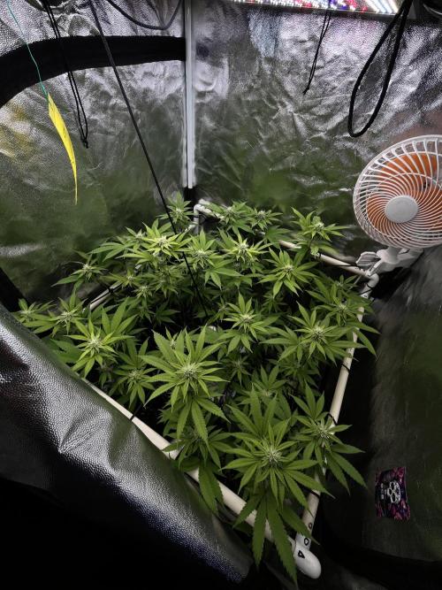 Toronjaz- Blacktuna. Week 7