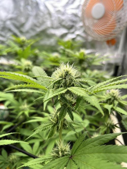 Toronjaz- Blacktuna. Week 7