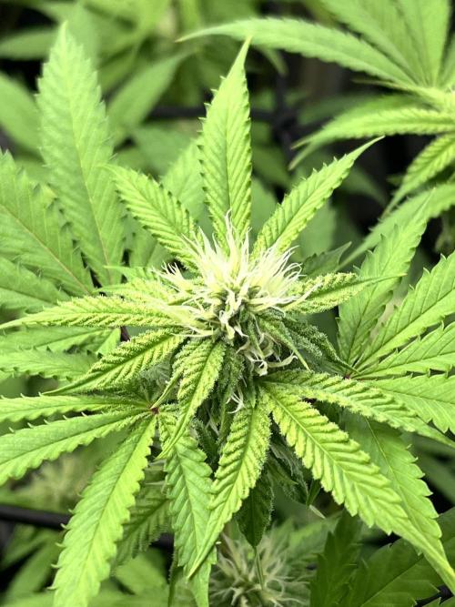 Toronjaz- Blacktuna. Week 7