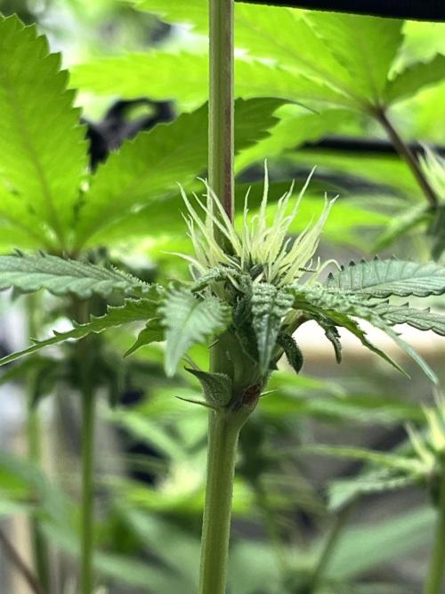 Toronjaz- Blacktuna. Week 7