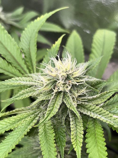 Toronjaz- Blacktuna. Week 8