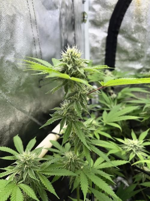 Toronjaz- Blacktuna. Week 8