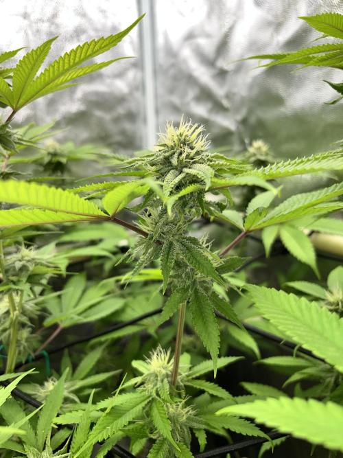 Toronjaz- Blacktuna. Week 8