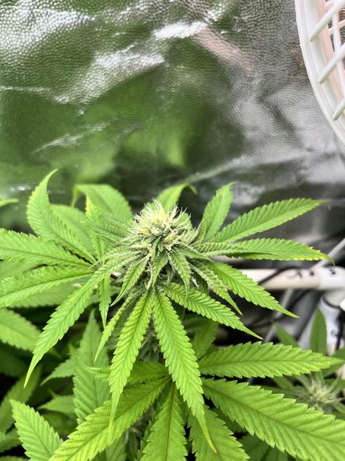 Toronjaz- Blacktuna. Week 8