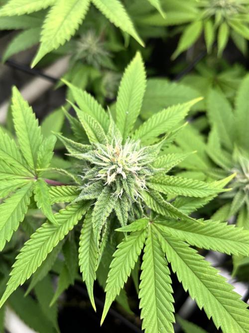 Toronjaz- Blacktuna. Week 8