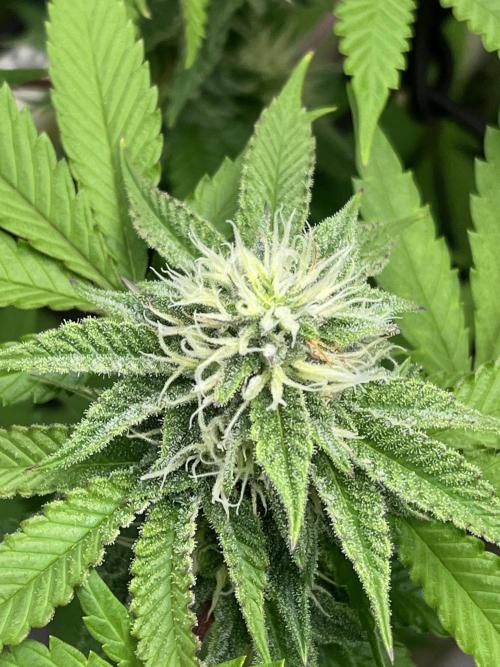 Toronjaz- Blacktuna. Week 8