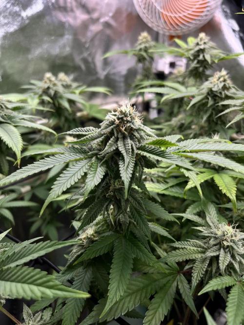 Toronjaz- Blacktuna. Week 9