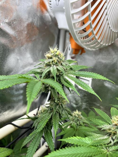 Toronjaz- Blacktuna. Week 9