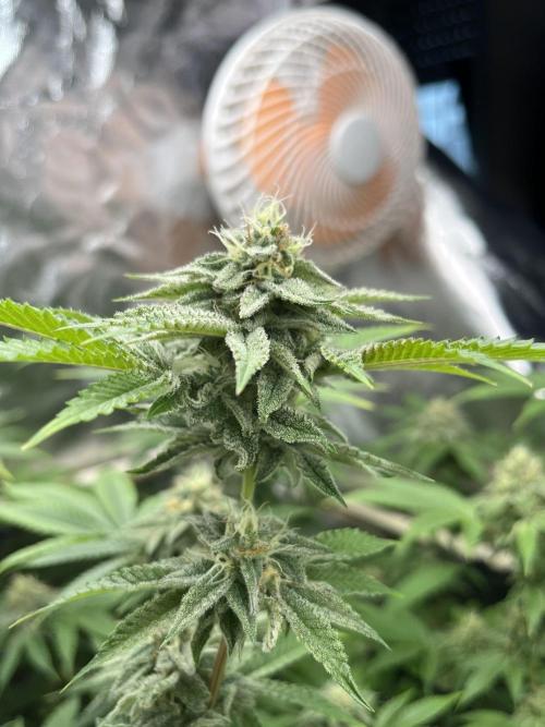 Toronjaz- Blacktuna. Week 9