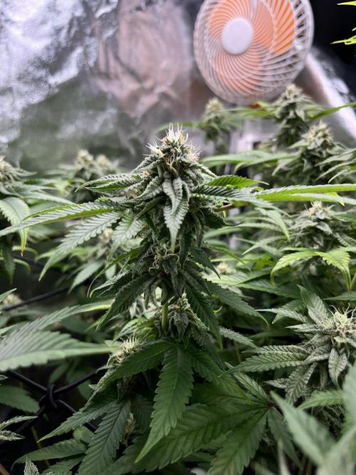 Toronjaz- Blacktuna. Week 9