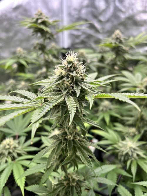 Toronjaz- Blacktuna. Week 9