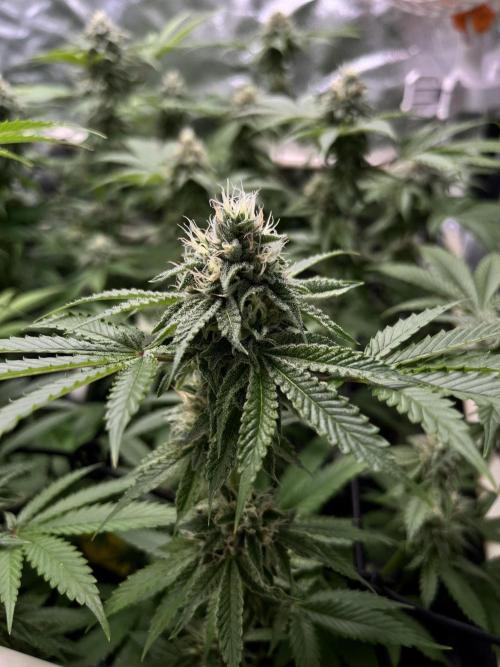 Toronjaz- Blacktuna. Week 9