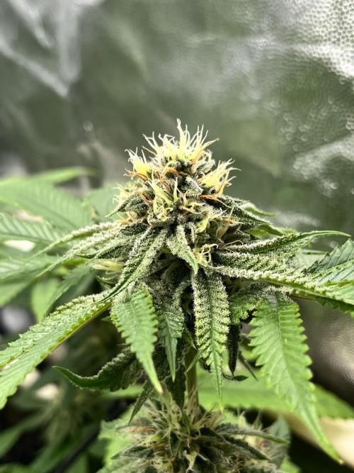 Toronjaz- Blacktuna. Week 9