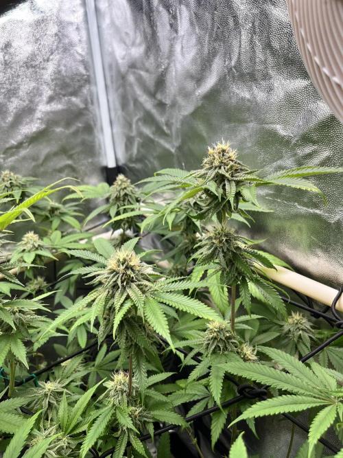 Toronjaz- Blacktuna. Week 9