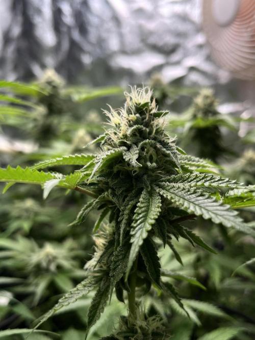 Toronjaz- Blacktuna. Week 9