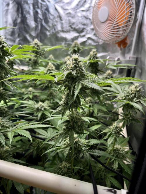 Toronjaz- Blacktuna. Week 9