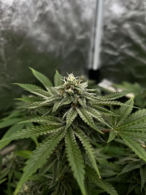 Toronjaz- Blacktuna. Week 9