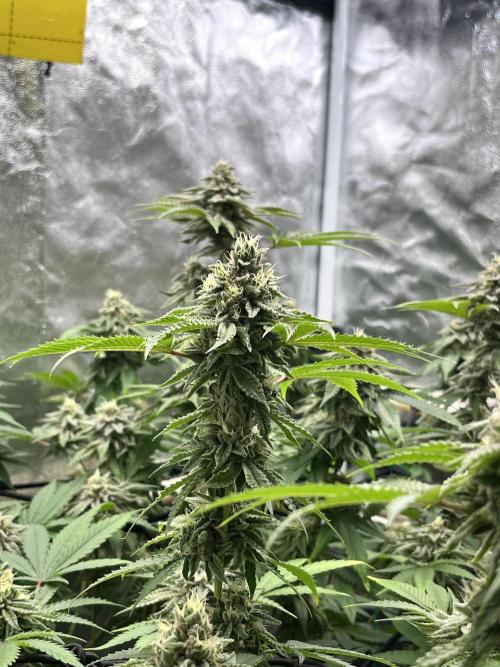 Toronjaz- Blacktuna. Week 10