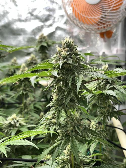 Toronjaz- Blacktuna. Week 10